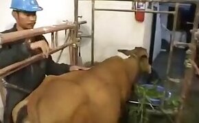 ZOO Porn video for FREE